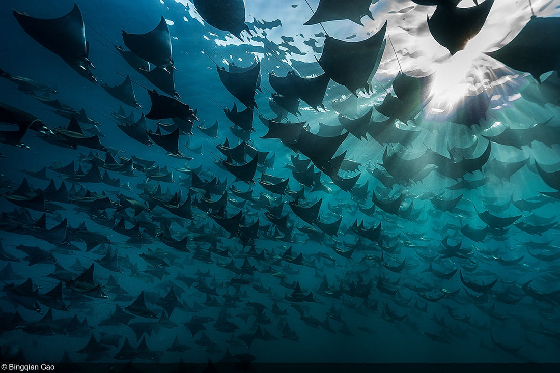 A fever of Munk's devil rays gliding in unison under sun rays in the Sea of Cortez, Mexico. Photo by Bingqian Gao, 2026 UN World Oceans Day winner.