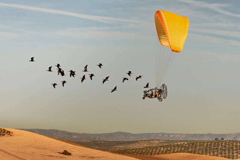 A flock of northern bald ibises flying beside a powered paraglider with a yellow wing over rolling fields in Jaen, southern Spain, at dawn. Photo: Gunnar Hartmann.